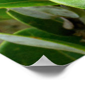 オヒアレフア ポスター (角)