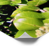 オヒアレフア ポスター (角)