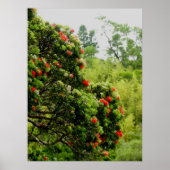 オヒアレフア ポスター (正面)