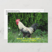 オビエドの鶏の郵便はがき ポストカード (正面/裏面)