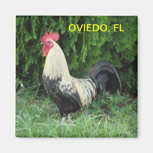 オビエドシック磁石 マグネット (正面)