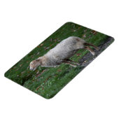 オビス諸島 マグネット (左側)