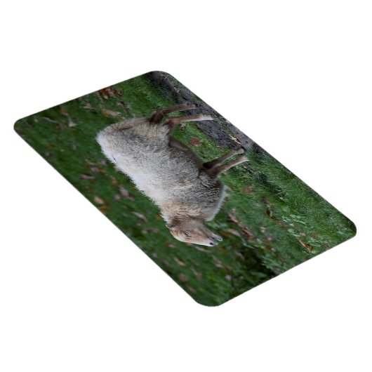 オビス諸島 マグネット (右側)