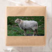 オビス諸島 ラベル (インサイチュ)