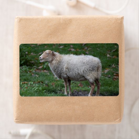 オビス諸島 ラベル (インサイチュ)