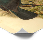 オビパラダイスクロウヴィンテージバードプリント ポスター (角)