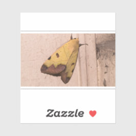 オフィウサ・ティラハカ、緑のドラブ シール