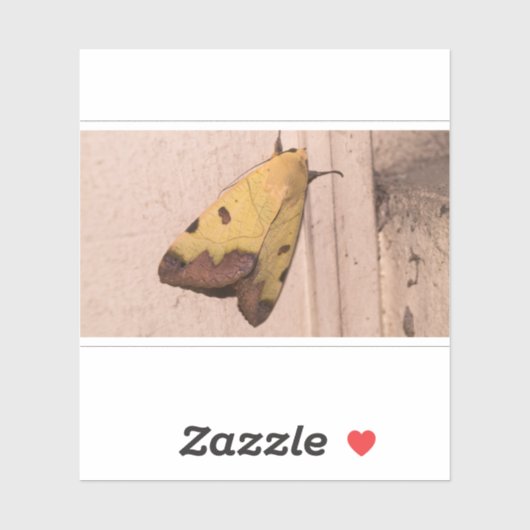 オフィウサ・ティラハカ、緑のドラブ シール (シート)