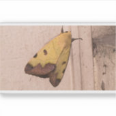 オフィウサ・ティラハカ、緑のドラブ シール (正面)