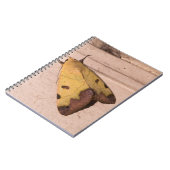 オフィウサ・ティラハカ、緑のドラブ ノートブック (左側)