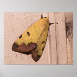 オフィウサ・ティラハカ、緑のドラブ ポスター