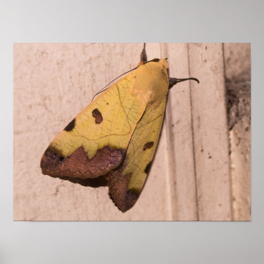 オフィウサ・ティラハカ、緑のドラブ ポスター (正面)