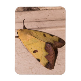 オフィウサ・ティラハカ、緑のドラブ マグネット