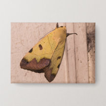 オフィウサ・ティラハカ、緑のドラブ