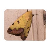 オフィウサ・ティルハカ（緑のくすんだ色のもの） マグネット (横)