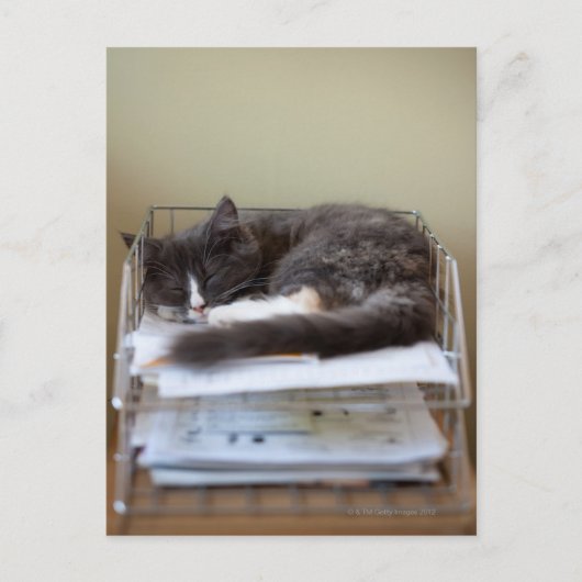 オフィスの子猫 ポストカード (正面)