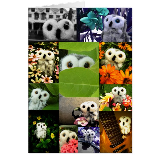 オフェリアと示されるフクロウ (正面)