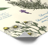 オフホワイトの薬用植物標本図鑑 ポスター (角)