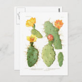 オプンティアス ポストカード (正面/裏面)