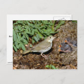 オベンバード ポストカード (正面/裏面)