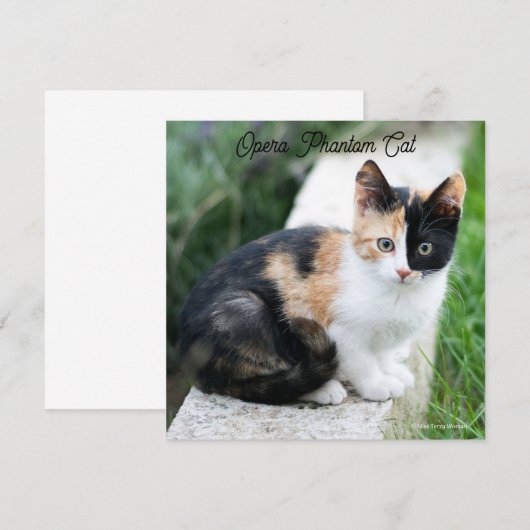 オペラファントム猫 (正面/裏面)