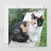 オペラファントム猫 (正面)