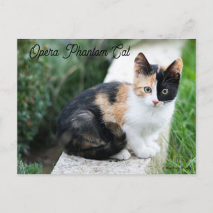 オペラファントム猫 インビテーションポストカード