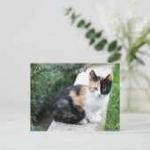 オペラファントム猫 インビテーションポストカード (スタンド正面)