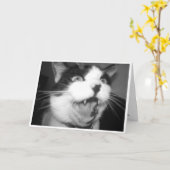 オペラ子猫誕生日カード カード (黄色い花)