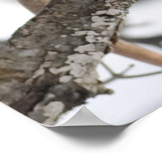 オポッサム愛 ポスター (角)