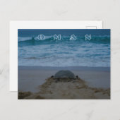 オマーンかめ葉書 ポストカード (正面/裏面)