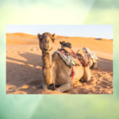 オマーンの砂漠のラクダ ウィンドウサイン (シート3)