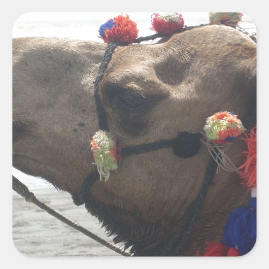 オマーンマスカットラクメルフォトアートプリント スクエアシール (正面)