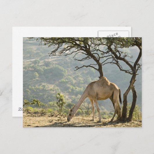 オマーン、ドファー地方、サララ。キャメル ポストカード (正面/裏面)