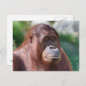 オラウータンの女性 ポストカード (正面/裏面)