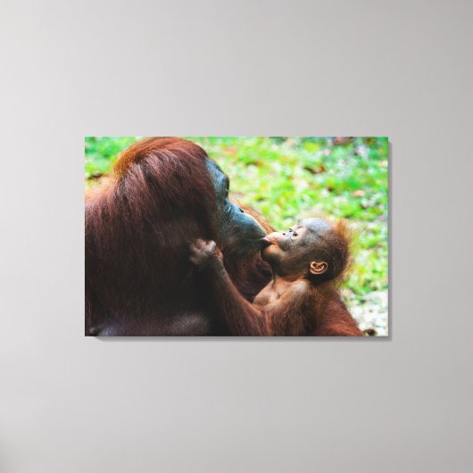 オランウタンの母親と赤ちゃん キャンバスプリント (正面)