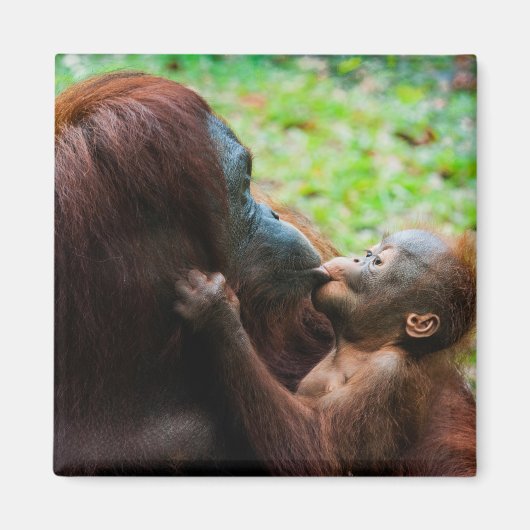 オランウタンの母親と赤ちゃん マグネット (正面)
