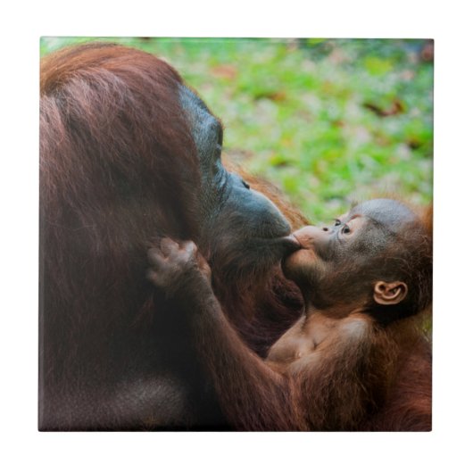 オランウタンの親子 タイル (正面)