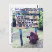 オランウタンアットキャンプリーキーボルネオ島 ポストカード (正面/裏面)