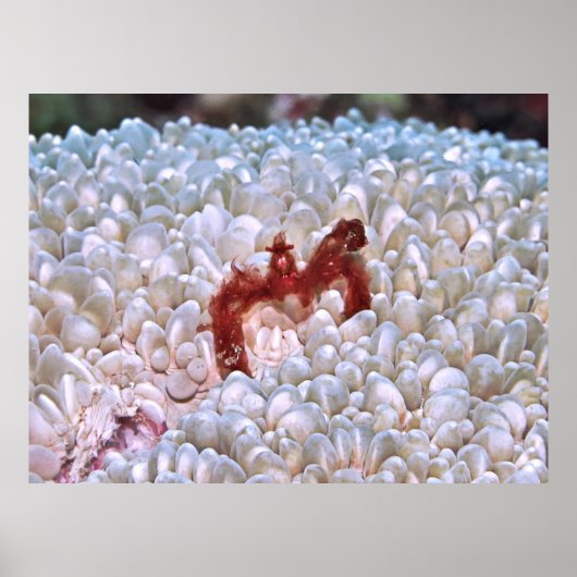 オランウタンカニギリス ポスター (正面)