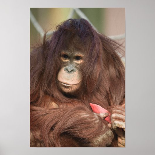 オランウタンカヤン ポスター (正面)