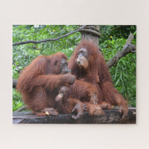 オランウタンシンガポール動物園で朝食 ジグソーパズル