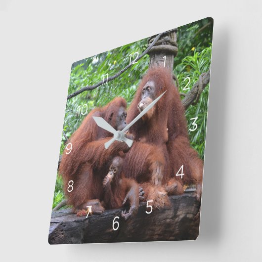 オランウタンシンガポール動物園で朝食 スクエア壁時計 (傾斜)