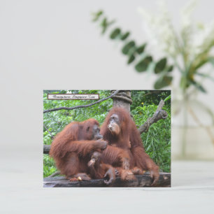 オランウタンシンガポール動物園で朝食 ポストカード
