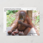 オランウタンベビーオ食べーフピーナッツ ポストカード (正面/裏面)