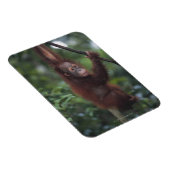 オランウタンベビー登山リアナ マグネット (右側)