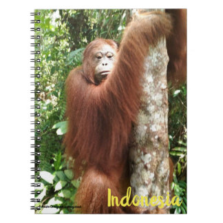 オランウタンボルネオレインフォレスト ノートブック