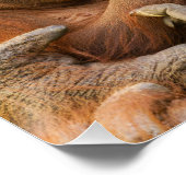 オランウタンマザーホールディング2ベビー ポスター (コーナー)