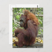 オランウタンママ&ベビー ポストカード (正面/裏面)
