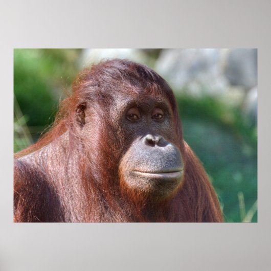 オランウタンレディ ポスター (正面)